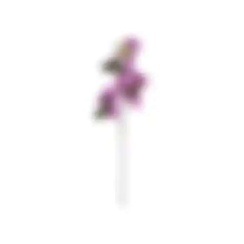 Bloem Bougainvillea lila 76cm