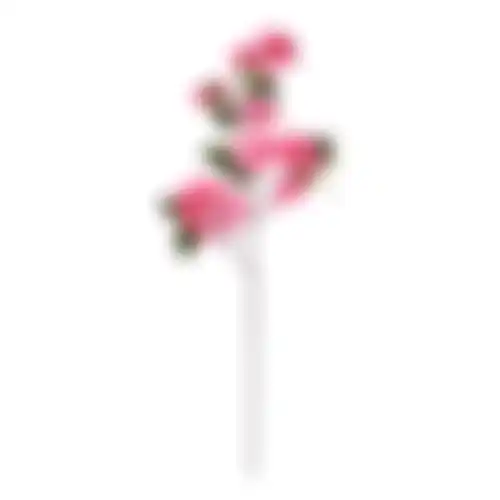 Bloem Bougainvillea fuchsia 76cm