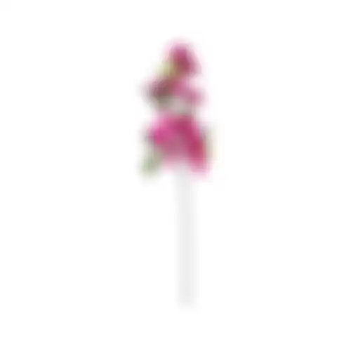 Bloem Bougainvillea paars 76cm