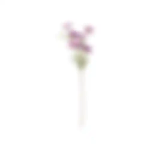 Bloem Cosmos paars 72cm