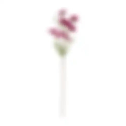 Bloem Cosmos fuchsia 72cm