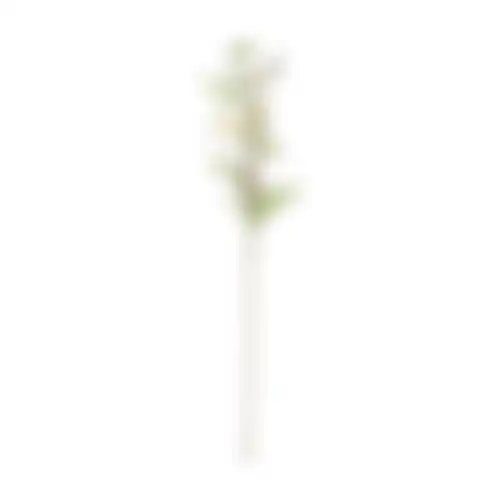 Bloem Cosmos wit 72cm