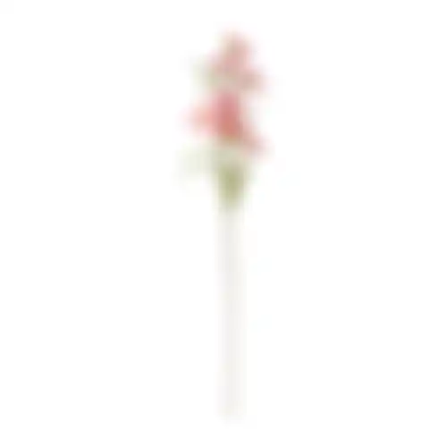 Bloem Cosmos roze 72cm