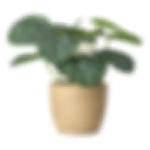 Plant in pot 31cm 3ass