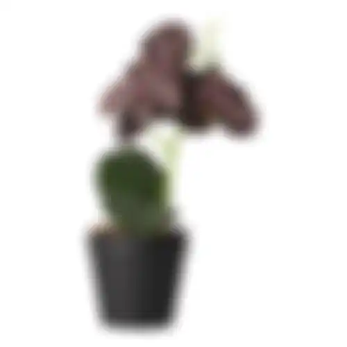 Orchidee in pot zwart perzik rood 3 ass