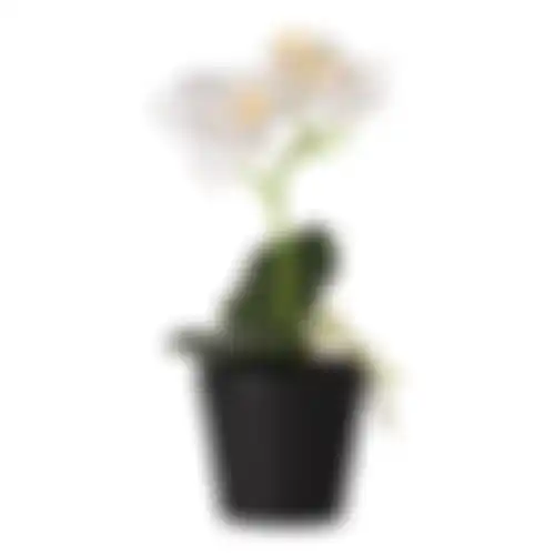 Phalaenopsis in pot wit 25x15cm