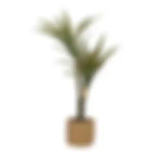 Plant in pot 60cm