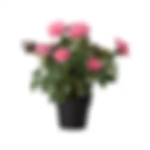 Plant N roos 3ass