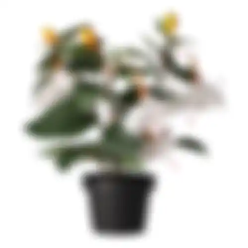 Plant O 4ass
