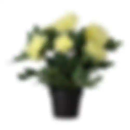 Plant P 4ass