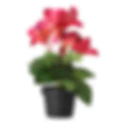 Plant Q 12ass