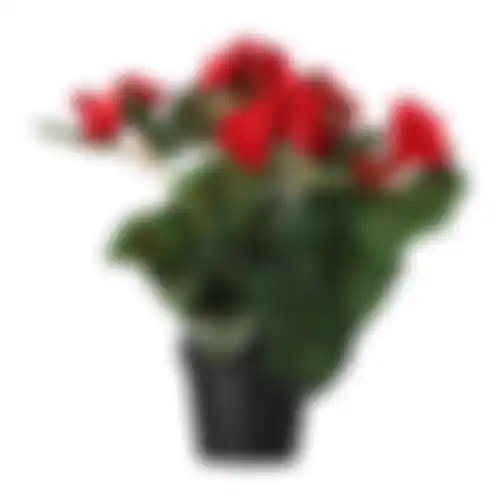 Plant R 4ass
