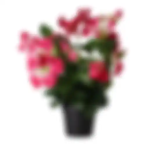 Plant S 4ass