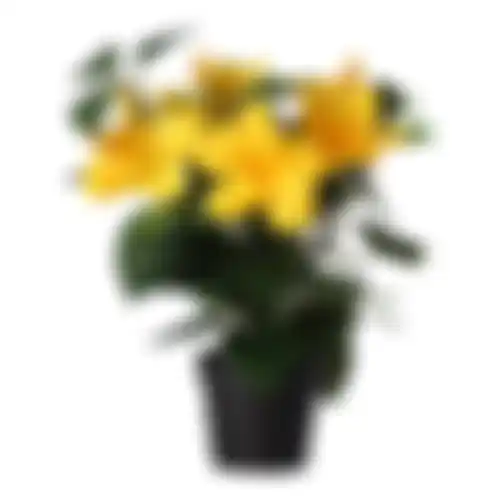 Plant T 4ass