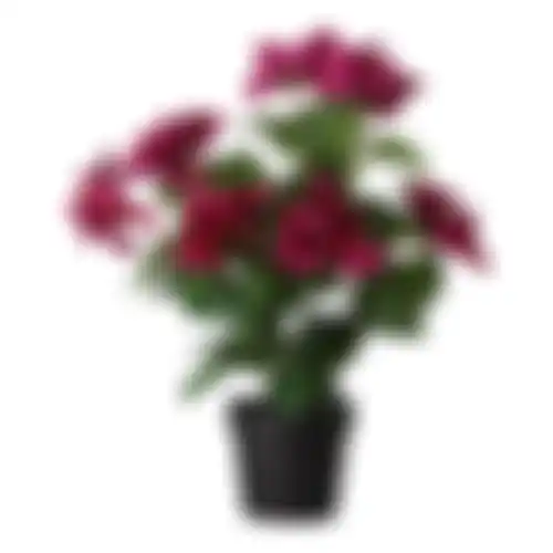 Plant V 4ass