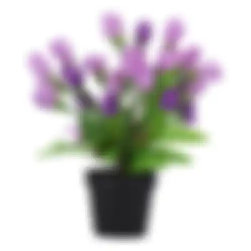 Plant W 4ass