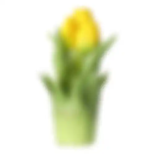 Tulp bosje geel 20cm