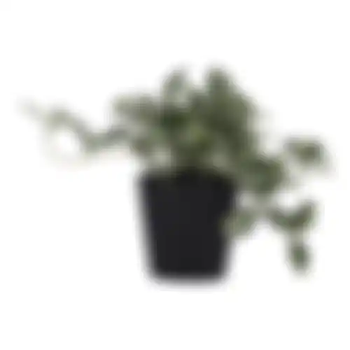 Plant green gem 18cm