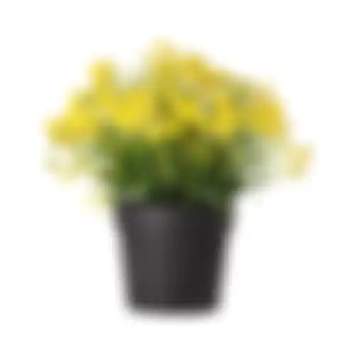 Plant in pot 3ass