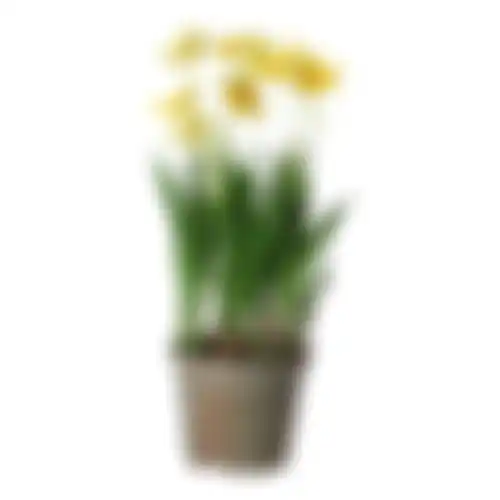 Bloem narcis geel 26cm
