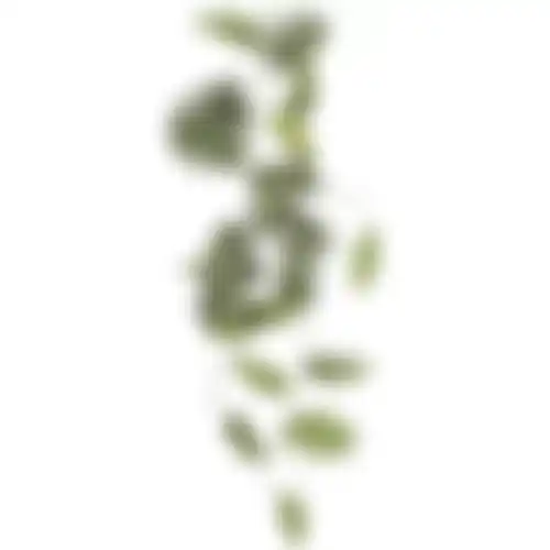 Philodendron selloum hangend groen 115cm
