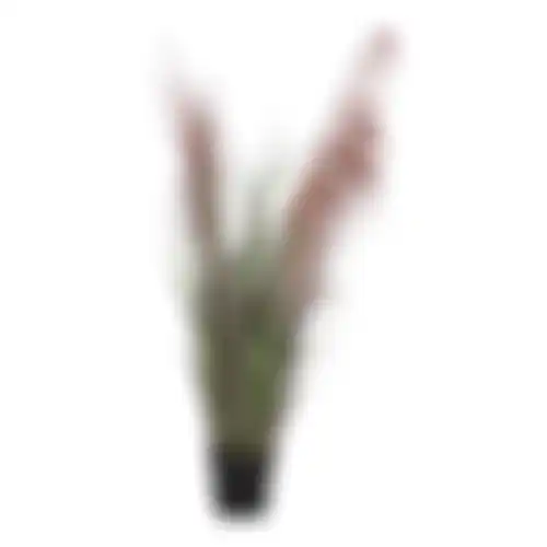 Gras plume 60cm
