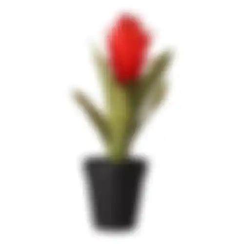 Bromelia in pot 32cm 3ass