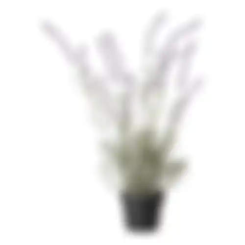 Lavendel in pot 3ass