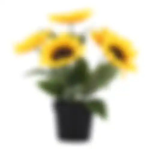 Zonnebloem in pot