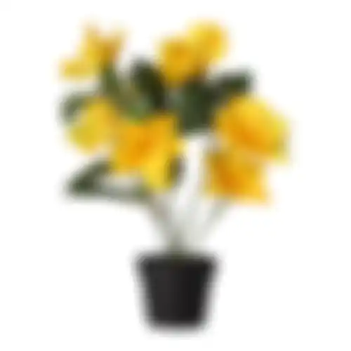 Hibiscus in pot 4ass