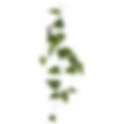 Philodendron hangend groen 115cm