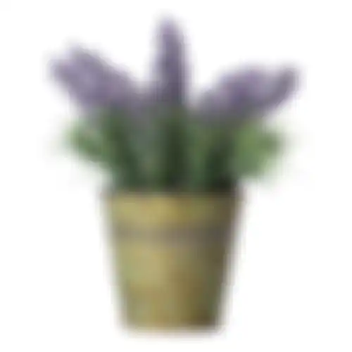 Lavendel in pot GA001