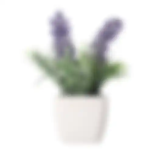 Lavendel in pot GA011