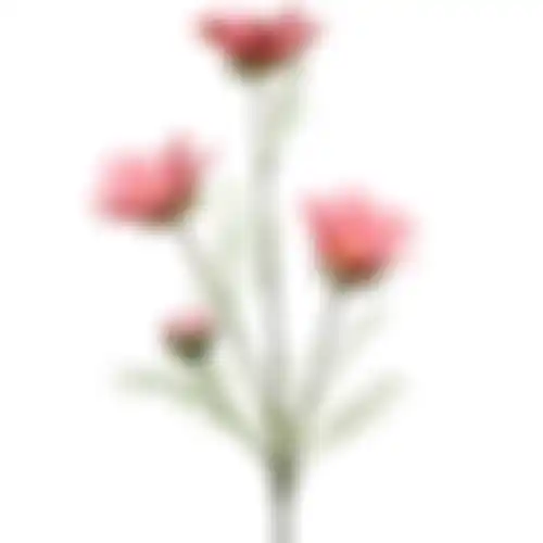 Calliopsis 64cm roze