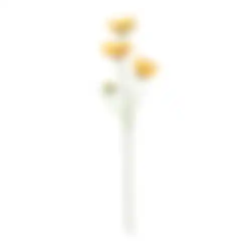 Calliopsis geel 64cm