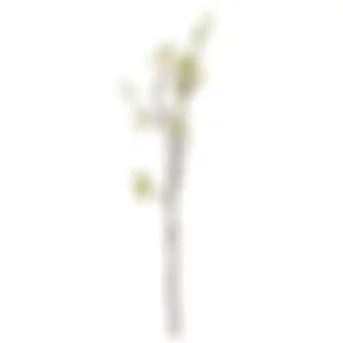 Tak Kersenbloesem creme 61cm
