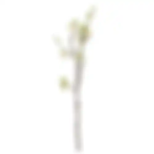 Tak Kersenbloesem roze 61cm