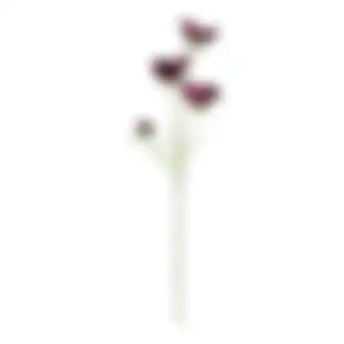 Calliopsis aubergine 64cm