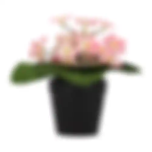 Madeliefje in pot 20cm 4ass