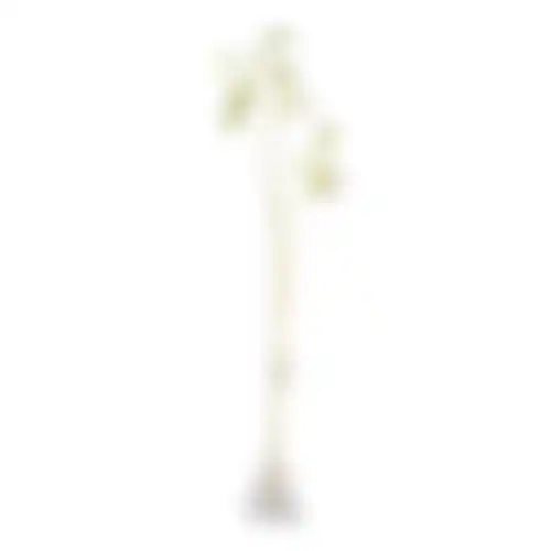 Lathyrus op steel wit 60cm