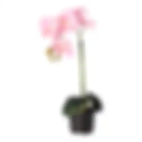 Orchidee 38cm roze nc