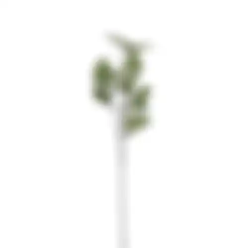 Tak Syngonium groen 78cm