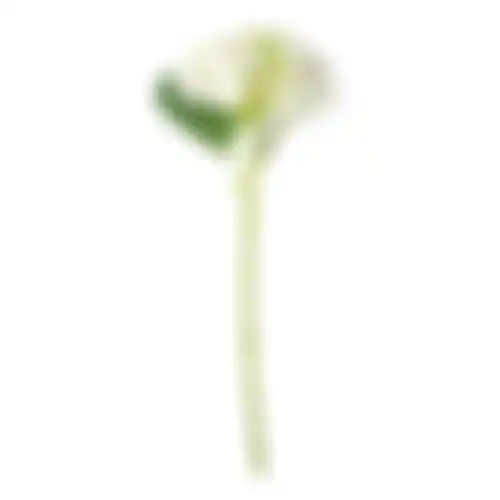 Hortensia 31cm wit
