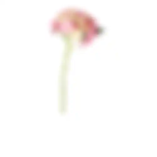 Hortensia 31cm roze