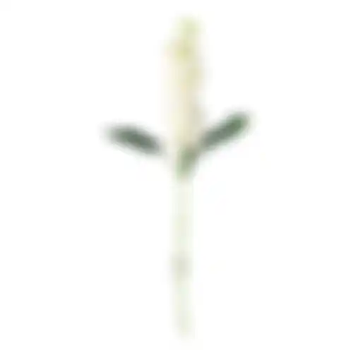 Ridderspoor 51cm wit