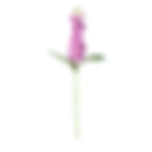 Ridderspoor 51cm lila