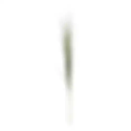 Bundel gras smal 112cm groen
