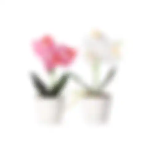 Phalaenopsis in pot wit roze perzik 3 ass