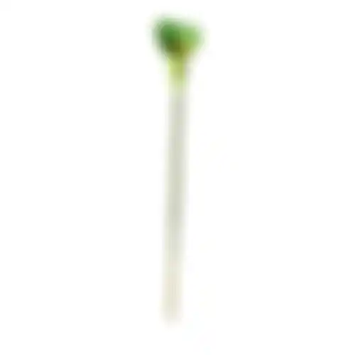 Calla enkel 67cm groen
