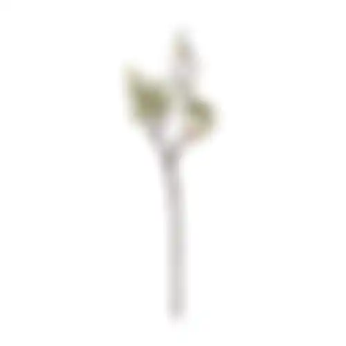 Magnolia enkel 55cm groen